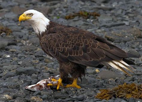 Wildlife - REDWOOD NATIONAL& STATE PARKS