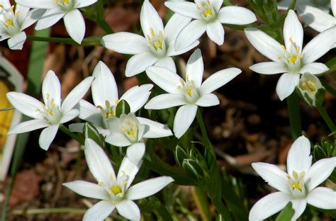 How to Grow and Care for Star of Bethlehem | Planting bulbs, Star of ...