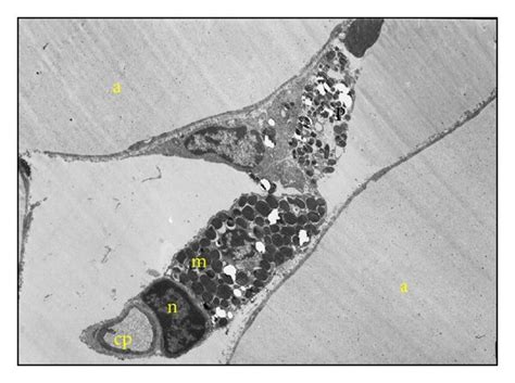 Pigment-containing cells in the four-striped mouse skin. (a), (c), and ...