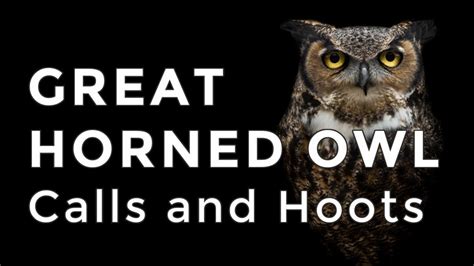 Great Horned Owl Sounds and Calls - Have you heard this owl hooting ...