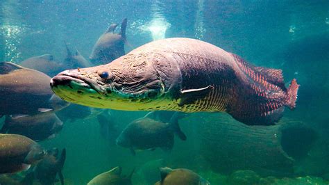 Dinosaur Fish Of The Amazon: The Arapaima - Rainforest Cruises