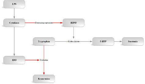 In the normal pathway, the enzyme tryptophan hydroxylase converts ...