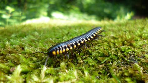 The Millipede That Protects Itself with Cyanide - Cool Green Science