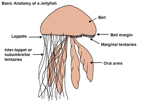 World Of Jellyfish: JELLYFISH : Anatomy - Life Cycle