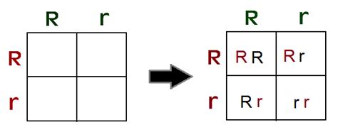 Punnett Square Examples