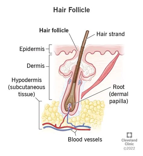 Hair Follicle Diagram And Functions Hair Diagram For Anatomy