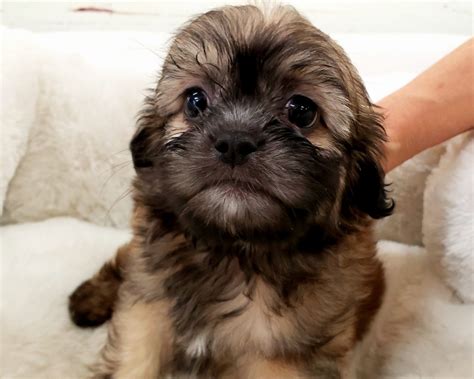 Shih-Poo Puppies For Sale | Orange County, CA #283313