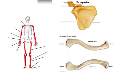 Long Bones Diagram | Quizlet