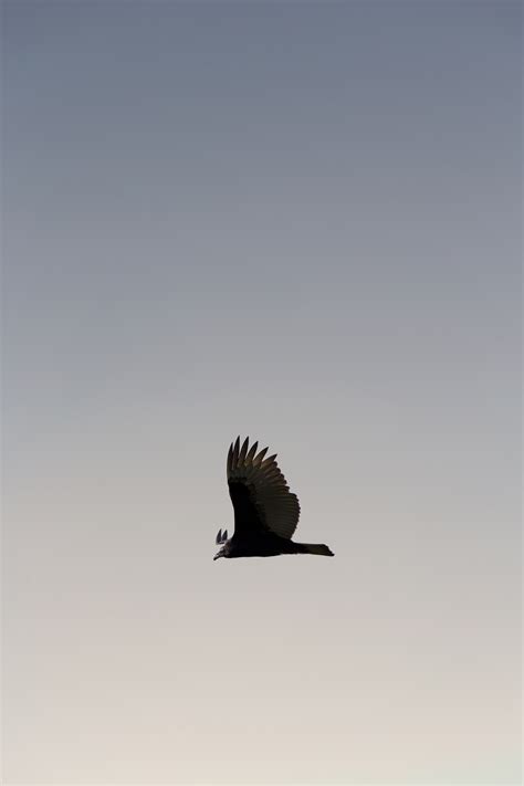 Flying Bird Royalty Free Photo