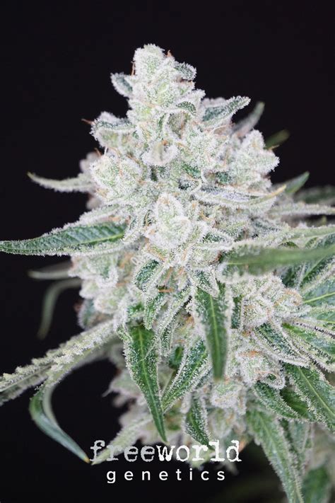 Sandbox – FreeWorld Genetics