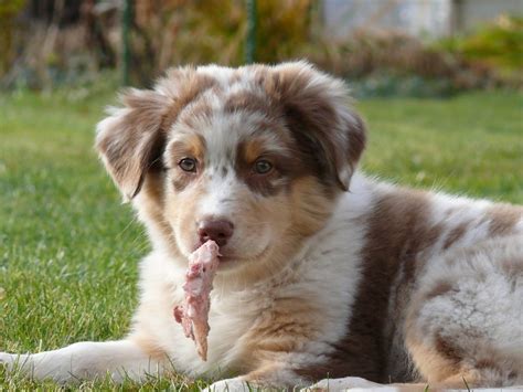 Red Rivers Dixieland Delight Red Merle Australian Shepherd, Australian ...