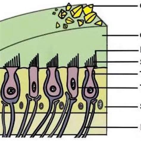 Structure of the macula. The macula is composed of the otolithic ...