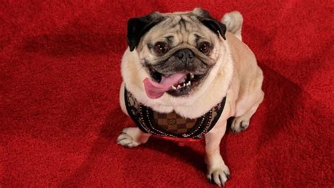 Doug the Pug Developing Animated Comedy Series - DogTime