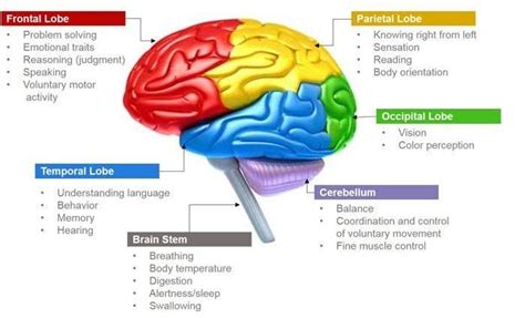 Parts of the Brain & Function - Anatomy Info