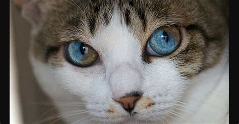 20 Beautiful Animals With Heterochromia (Photos)