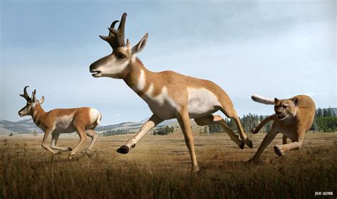 The Pronghorn's speed developed due to the presence of the American ...