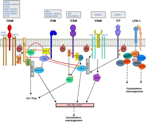 Cell Signaling Pathways