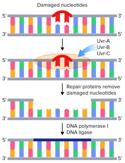 What Is an Example of a Neutral Mutation - Reece-has-Ferrell