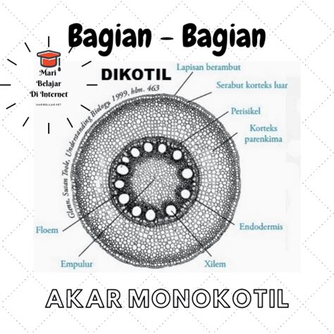 Detail Gambar Dan Bagian Akar Monokotil Koleksi Nomer 3