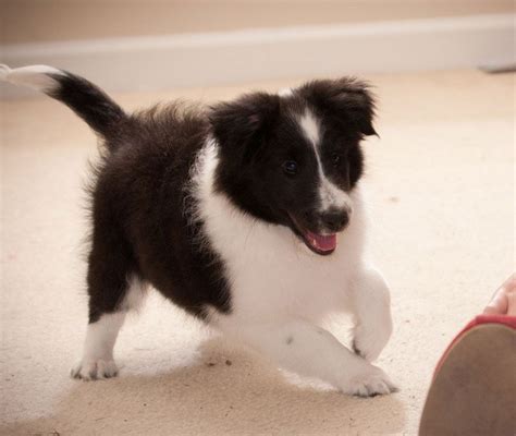 Mini Sheltie Puppies Black And White