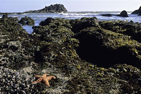 Intertidal Zone Characteristics, Challenges, and Creatures