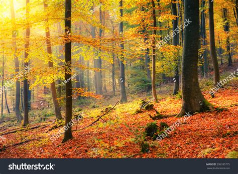 Colorful Foggy Autumn Forest Stock Photo 296185775 | Shutterstock