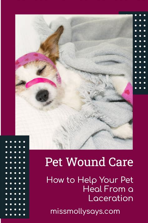 Pet Wound Care: How to Help Your Pet Heal From a Laceration - Miss ...