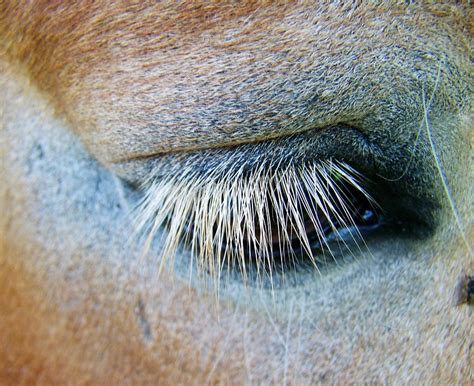 Horse'S Eyes Long White Eyelashes · Free photo on Pixabay