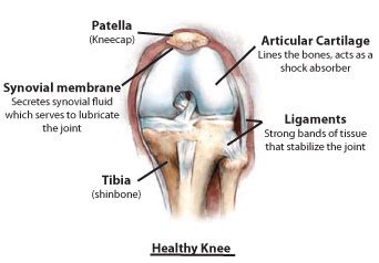 Hinge Joint Diagram Knee