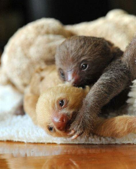 Adorable Baby Sloths : r/aww