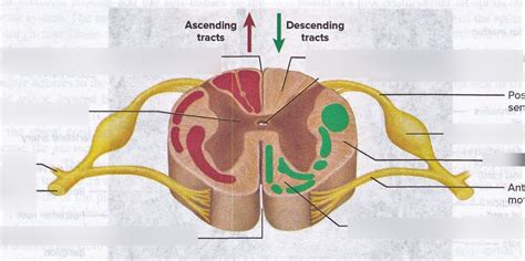 Spinal Cord Cross Section Tracts