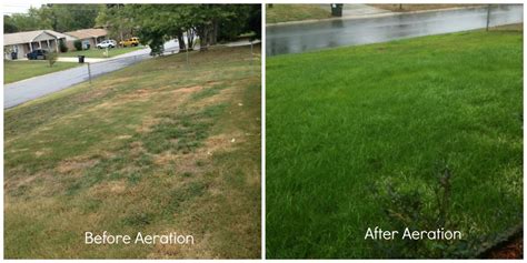 Before and After Lawn Aeration | Northwest Exterminating