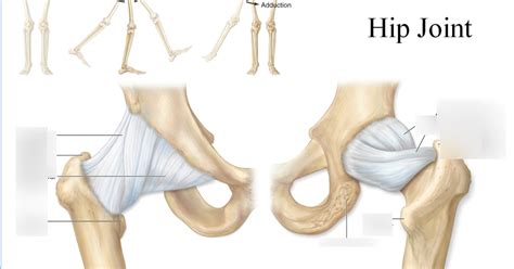 hip Diagram | Quizlet