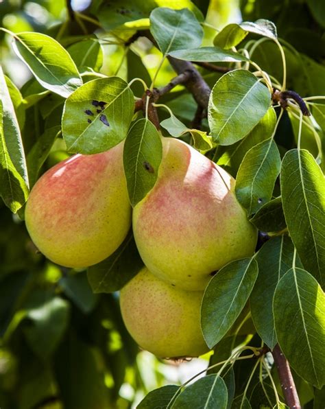 Pineapple Pear Tree | Fruit Trees | Ison's Nursery & Vineyard