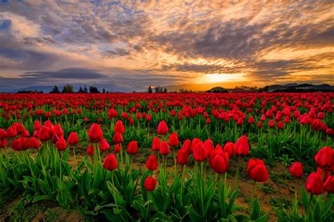 Download Red Flower Sunset Sky Field Flower Nature Tulip HD Wallpaper