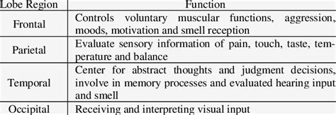 Brain Lobes And Functions