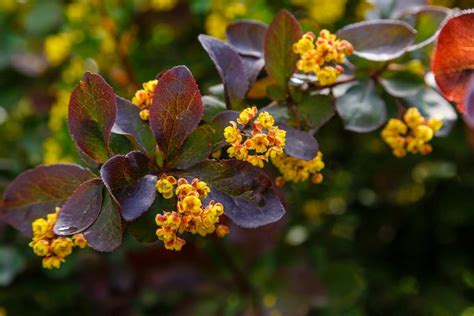 Barberry Bush (Berberis): Types, Grow and Care Tips | Florgeous