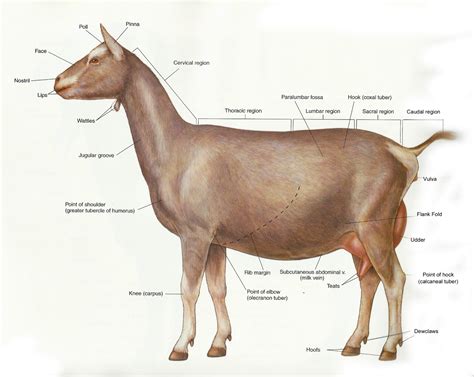 Anatomy Of A Goat