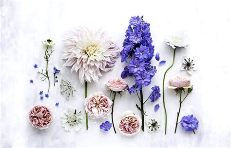 🔥 [56+] Desktop Wallpapers Flowers | WallpaperSafari