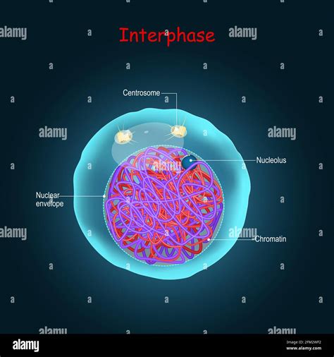 Interphase Diagram | atelier-yuwa.ciao.jp