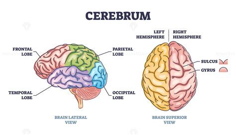 Cerebrum Structure And Human Brain Sections And Parts Anatomy Outline ...