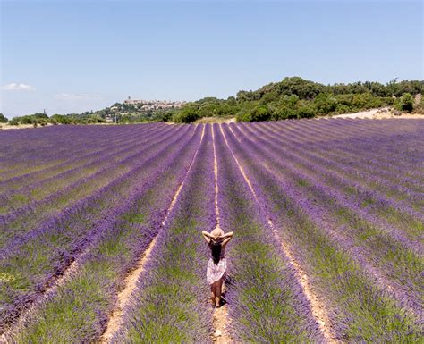 Best Places to See Lavender Fields in France with Free Map (2023 ...