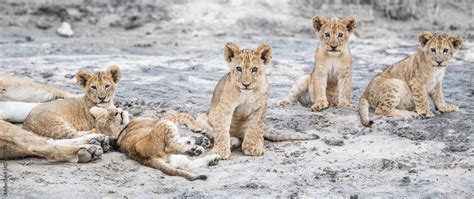 lioness and cubs Stock Photo | Adobe Stock