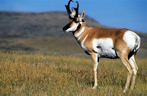 Pronghorn (U.S. National Park Service)