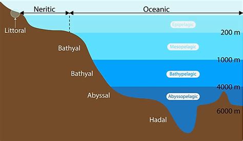 What is the Intertidal Zone? - WorldAtlas