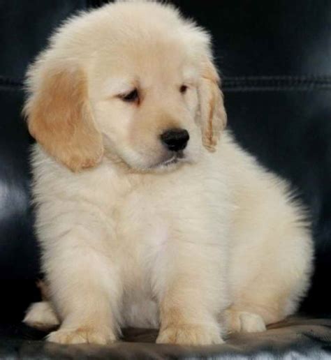 Golden Retriever Rescue Adoption | PETSIDI