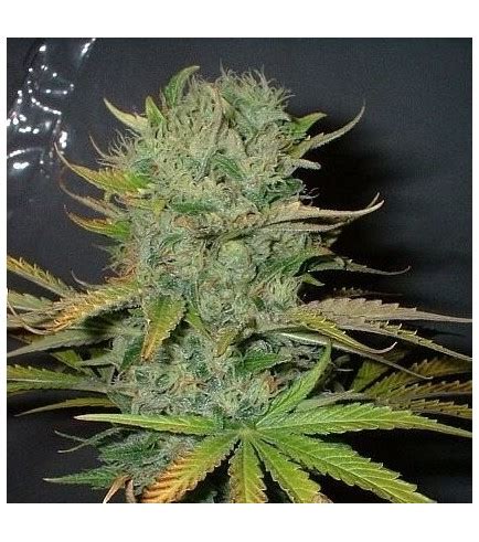 Afghani - Strain Information - CannaConnection