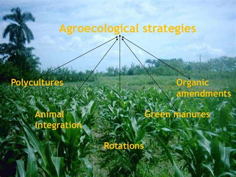 Agroecology: Principles and Practices