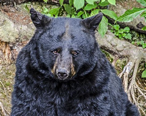 Alaska Black Bear Photograph by Lionel Harris - Fine Art America