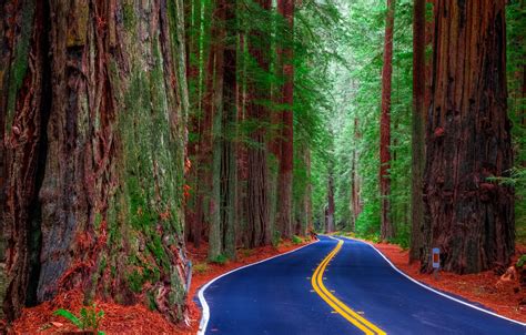 Wallpaper road, forest, trees, United States, California, Redwood State ...